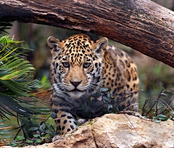 Jaguar Heredia Costa Rica Rain Forest Properties